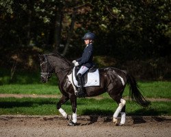 dressage horse Romy 235 (unknown, 2009)