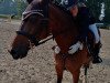 jumper Idun van het Jasperhof (Belgian Riding Pony, 2004, from Eternity van de N.Ranch)