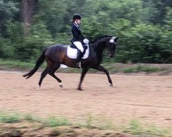 dressage horse Rubins Rabauke (Hanoverian, 2006, from Robespierre)