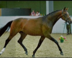 broodmare Romina (Oldenburg, 2004, from Rohdiamant)