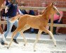 dressage horse Stute von Sir Heinrich / Silbermond (Westphalian, 2017, from Sir Heinrich OLD)