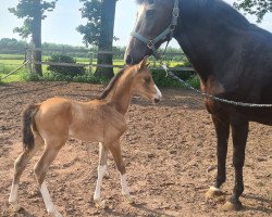 dressage horse Batania (Westphalian,  , from Bavarottie)