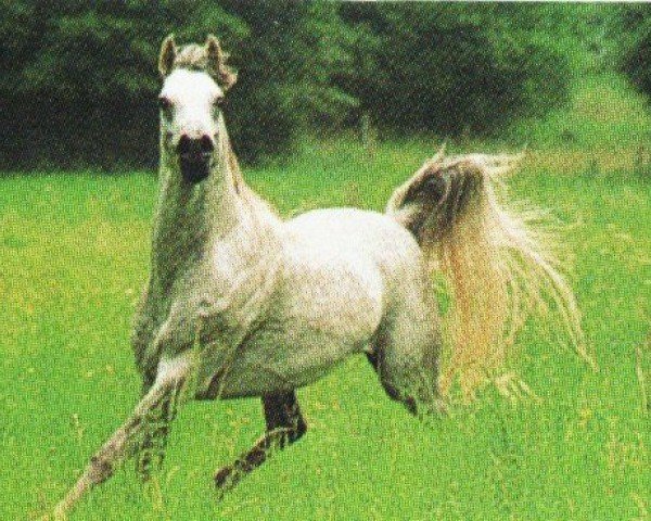 stallion Amoun ox (Arabian purebred, 1985, from Ansata Halim Shah ox)