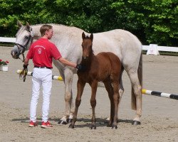 dressage horse Eduard F (Westphalian, 2021, from Eckhardt)