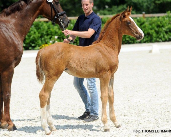 dressage horse Baluba 5 (Westphalian, 2017, from Baccardi)