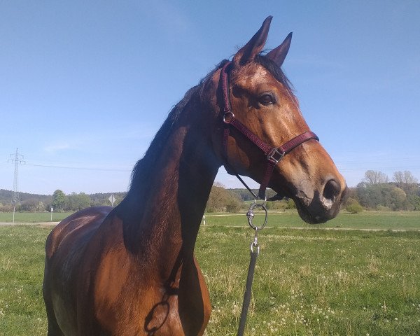 horse Lagos (Trakehner, 2011, from Benz)