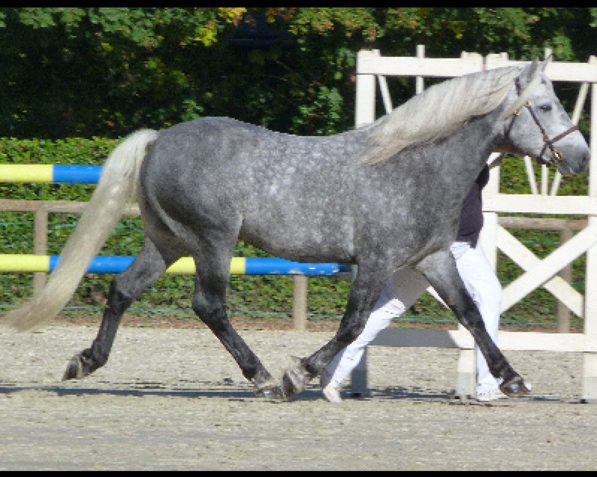 Deckhengst Eastlands Hermes (Connemara-Pony, 2007, von Lockinge Frederick)