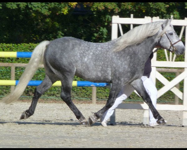stallion Eastlands Hermes (Connemara Pony, 2007, from Lockinge Frederick)