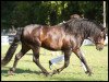 stallion Number One Modesty (Connemara Pony, 2001, from Dream of Aulne)