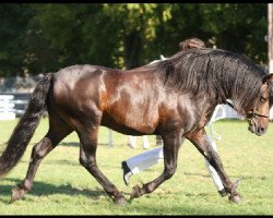 Deckhengst Number One Modesty (Connemara-Pony, 2001, von Dream of Aulne)