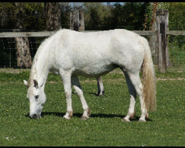 Zuchtstute Uppsala Schueracher (Connemara-Pony, 2008, von Dream of Aulne)