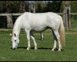 broodmare Uppsala Schueracher (Connemara Pony, 2008, from Dream of Aulne)