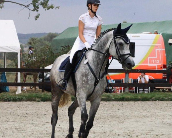 Springpferd Walentina (Deutsches Sportpferd, 2019, von Cellman)
