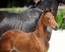 dressage horse Waldfee SW (Westphalian, 2017, from Baccardi)