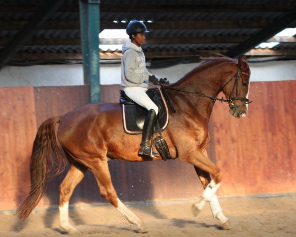 dressage horse Dilano Kalakaua (Oldenburg, 2012, from Diamo Gold)