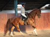 dressage horse Dilano Kalakaua (Oldenburg, 2012, from Diamo Gold)