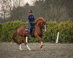 dressage horse Sanddorn 13 (Hanoverian, 2012, from Spörcken)