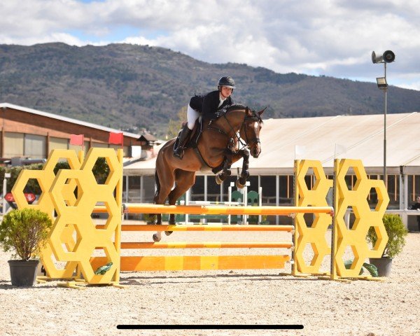 jumper Chenda Tm Z (Zangersheide riding horse, 2015, from Chellsini Z)