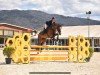 jumper Chenda Tm Z (Zangersheide riding horse, 2015, from Chellsini Z)