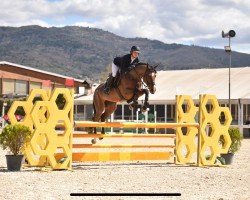 Springpferd Chenda Tm Z (Zangersheide Reitpferd, 2015, von Chellsini Z)