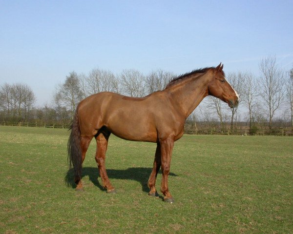 Pferd Benjamin Bernstein (Hannoveraner, 1992, von Brentano II)