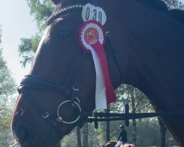 dressage horse Billie Jean's Infinity (Oldenburg, 2020, from Bon Vivaldi NRW)