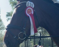 dressage horse Billie Jean's Infinity (Oldenburg, 2020, from Bon Vivaldi NRW)