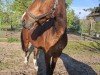 Springpferd Arnesto 2 (Deutsches Reitpony, 2011, von Acadius)