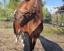 jumper Arnesto 2 (German Riding Pony, 2011, from Acadius)