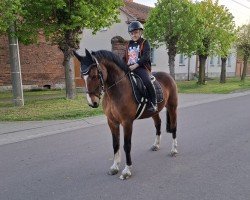 Springpferd Arnesto 2 (Deutsches Reitpony, 2011, von Acadius)