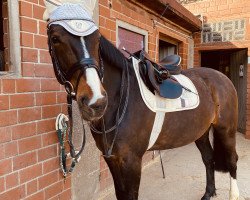 jumper Gina Fs (German Sport Horse, 2006, from Profit)