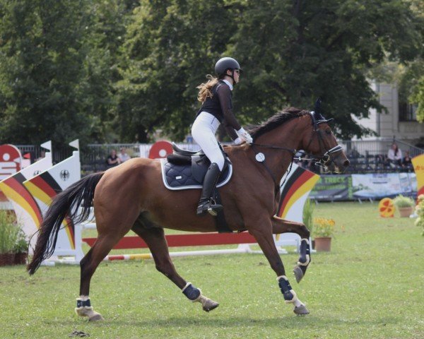 Springpferd Clay de La Grant (Deutsches Sportpferd, 2017, von Coronitas)