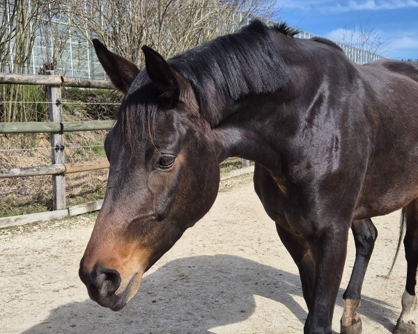 Dressurpferd Fürstin Victoria CH (Schweizer Warmblut, 2021, von Fürst Wilhelm)