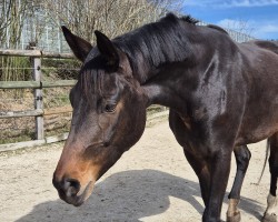 dressage horse Fürstin Victoria CH (Swiss Warmblood, 2021, from Fürst Wilhelm)
