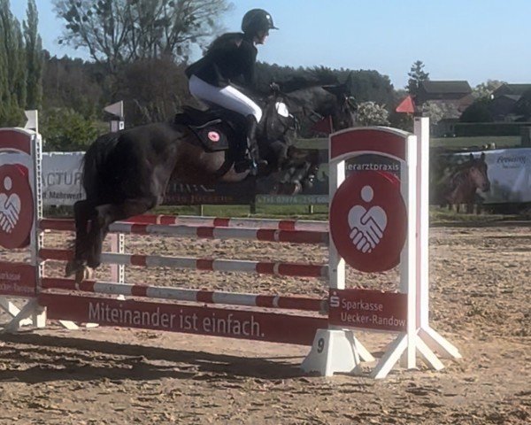 jumper Luna 1802 (German Riding Pony, 2007, from Auheim's Maximus)