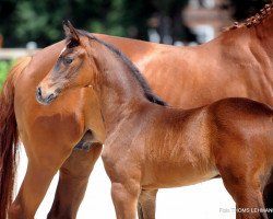 dressage horse Fiby (Westphalian, 2017, from For Romance II)