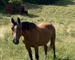 broodmare Go-go-Girl (Hanoverian, 1999, from Graf Top)