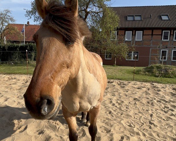dressage horse Bouncer 8 (unknown, 2004)