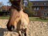 dressage horse Bouncer 8 (unknown, 2004)