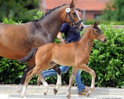 broodmare Revue La Belle (Westphalian, 2017, from Revolution)