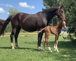 horse Thessaloniki Toujours (Oldenburger Springpferd, 2021, from Tangelo van de Zuuthoeve)