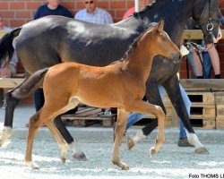 Dressurpferd Championslied HG (Westfale, 2017, von Champagner)