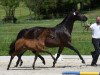 dressage horse Santa Gracia 3 (Trakehner, 2021, from Ganderas)