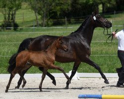 dressage horse Santa Gracia 3 (Trakehner, 2021, from Ganderas)