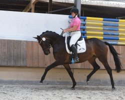 broodmare Santa Ilaria (Trakehner, 2017, from Interconti)