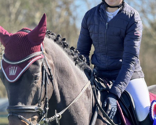 jumper Cracknet (Holsteiner, 2019, from Crack)