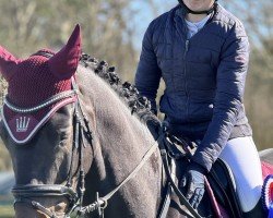 jumper Cracknet (Holsteiner, 2019, from Crack)