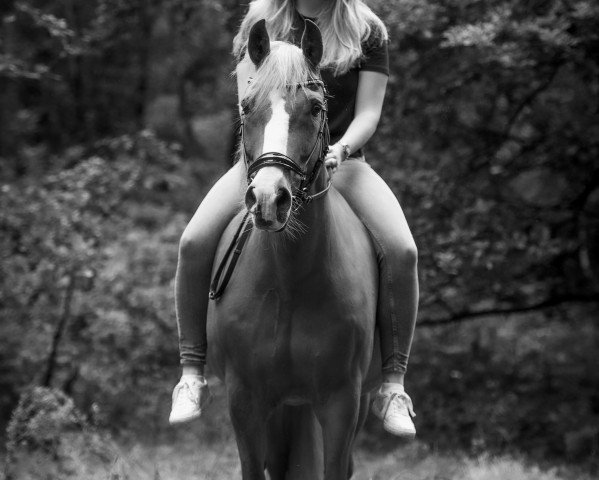 dressage horse Moritz (German Riding Pony, 2006)