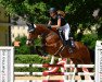 jumper Queensland 14 (Hanoverian, 2006, from Quidam's Rubin)