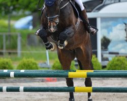 jumper Dj Kannan Vb (Oldenburg, 2013, from Diarado's Boy)